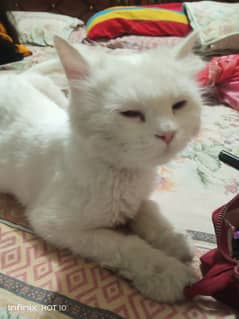 Triple-Coated Persian Cat with Odd Eyes