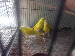 Yellow Red Eyes and Black Eyes Budgies