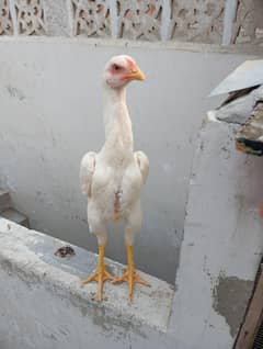 king shamo