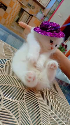 Persian kittens