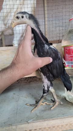 Shamo