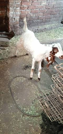 top quality breeder Male in cheap price