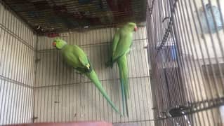 Urgently sell Bounded ringneck pair with history