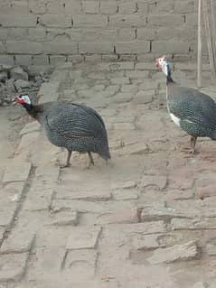 chakor