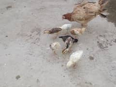 Healthy and active gr ka Mianwali chicks and female