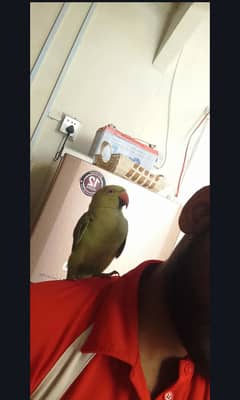 Green Parrots Chicks