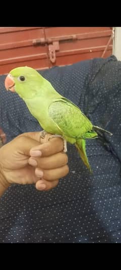 mashallah green ringneek self baby