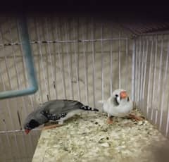 Pair of Finch