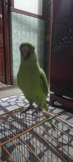 talking parrot