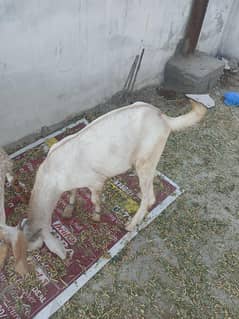 Bakra