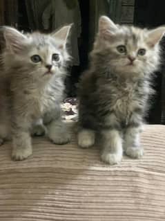 Persian kitten