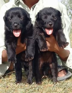 black German Shepherd puppies for sale