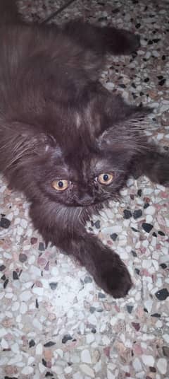 Persian cat for sale punch face age 5 months vaccinated