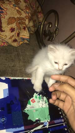 Kitten