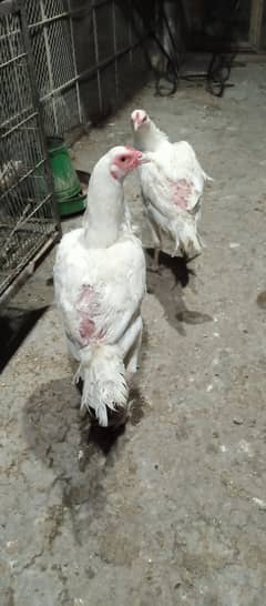 Heera aseel double body hens