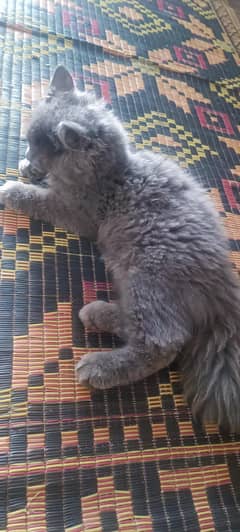 name is bagheera