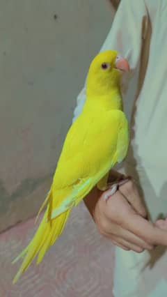 Yellow Ringneck Chick