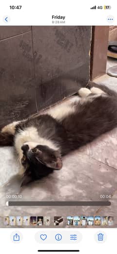 Persion cat