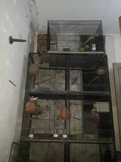 java finches