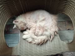 cat for sale urgent