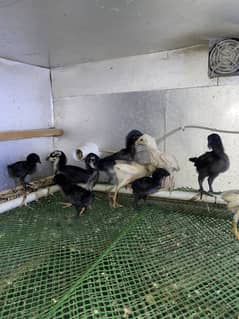 Ayam chamani and aseel chicks for sale 10 days available