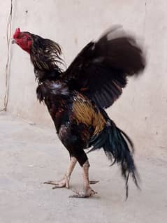 aseel