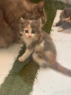 Male persian kitten