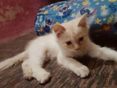 Persian male kitten