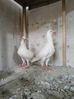 white danish beautiful pair with 2 chick
