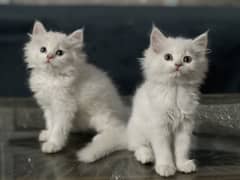 Pure persian kittens
