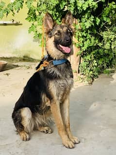 German Shepherd For Sale