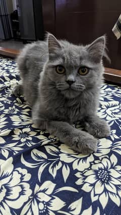 Grey Persian Cat