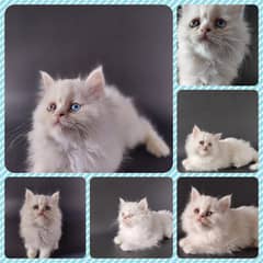 persian cat odd eyes cute