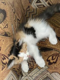 Persian kitten