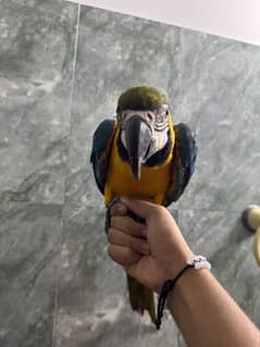 Macaw