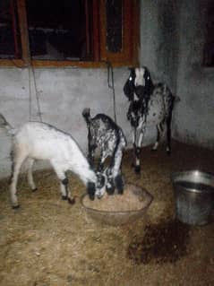 dasi