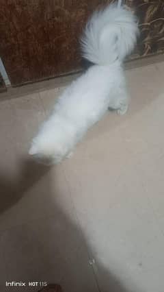 kittens available