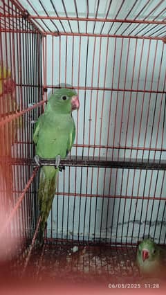 Parrot For sale