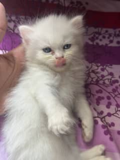 Persian kitten for sale