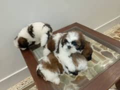 shih tzu puppies 03171195547
