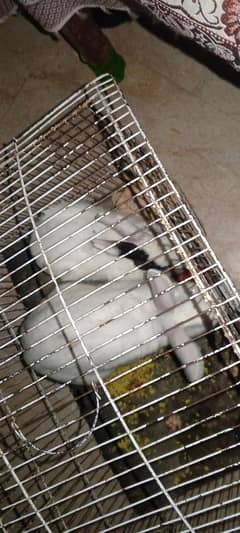 2 rabbit small is male and large is female . healthy and Active .