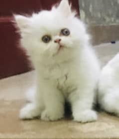 Kitten