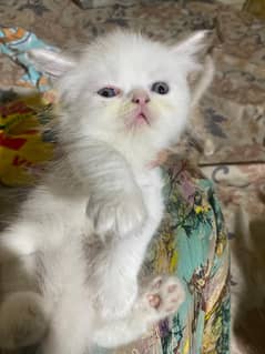 call03258042760 semi face Kitten available for sale
