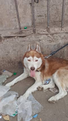 husky