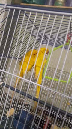 Yellow Parrot