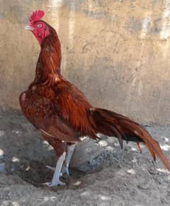 Aseel patha