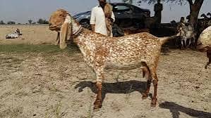 مجھے بکری لینی ہے ایک کلو تک دودھ دیتی ہو03436605363