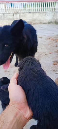 best quality. dogs. 20. days. . ful black jarman. pop location swat