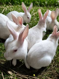 New Zealand White rabbits For Sell