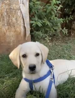 Labrador puppy golden colour